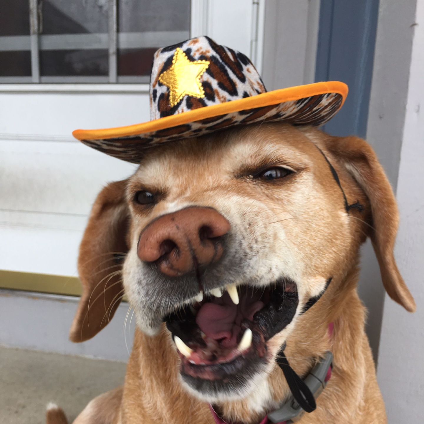 Ellie says "howdy partner," submitted by Julia Kelm